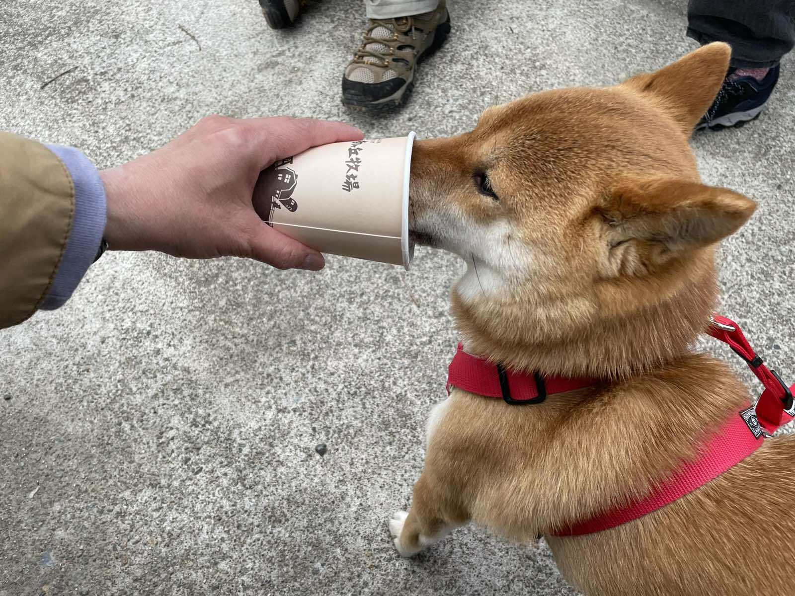 IMG-2250830a278a2127189297a8dbd82740-V