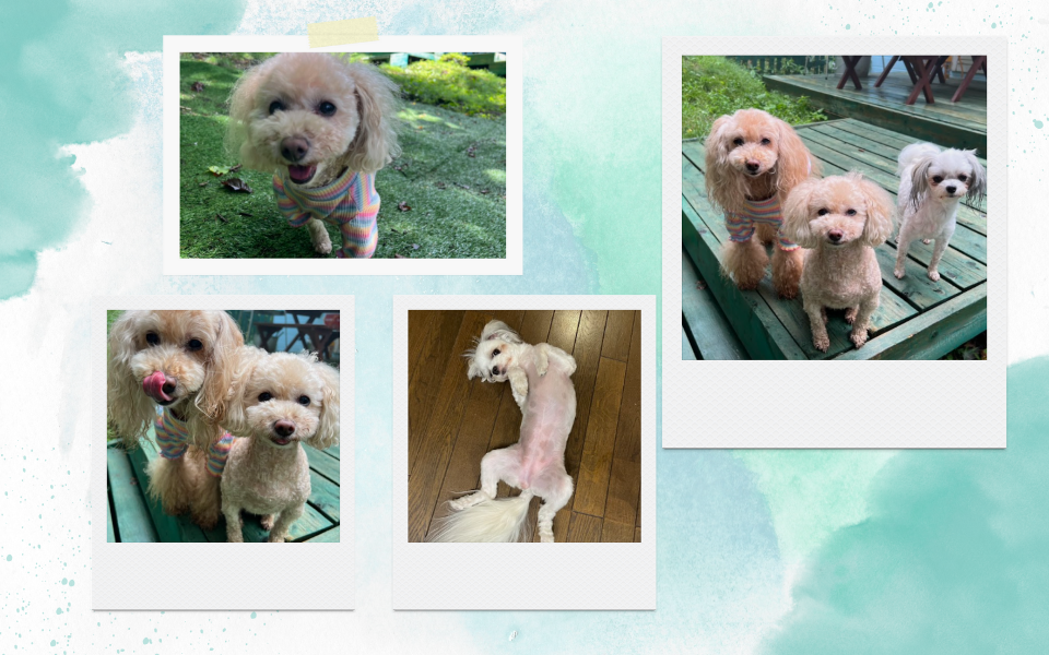 わんわんワンに宿泊されたお客様の声